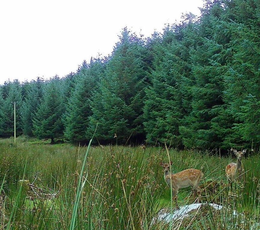Deer; forest