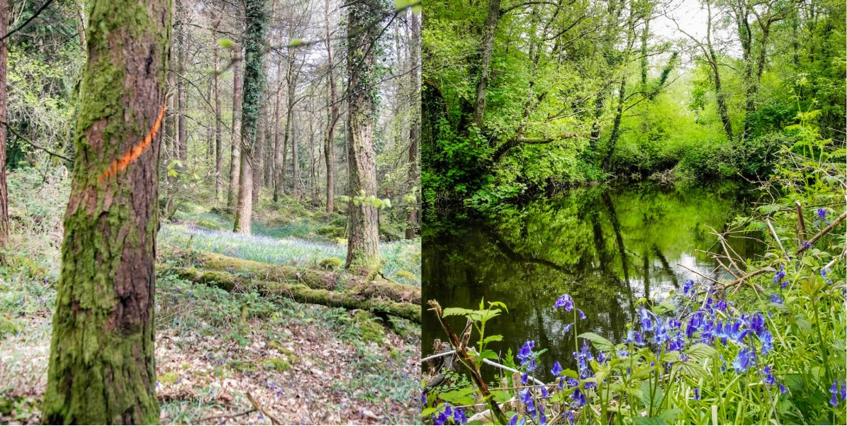 Biodiversity and water
