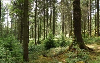 Natural regeneration in CCF