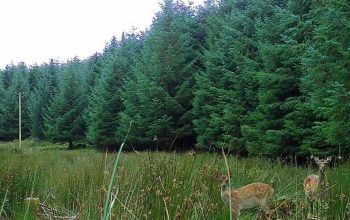 Deer pic for website