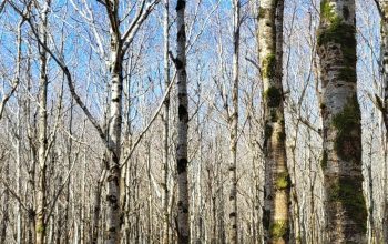 Kilteel oak wood pic cropped - Purser