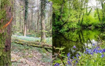 Biodiversity and water