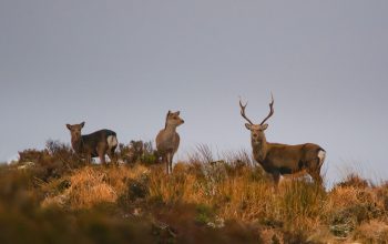 Sika Stag and Hinds by Fran Byrne